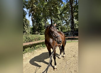 KWPN, Wallach, 5 Jahre, 176 cm, Dunkelbrauner