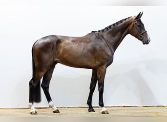 KWPN, Wallach, 5 Jahre, 176 cm, Dunkelbrauner