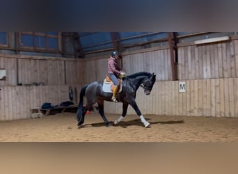 KWPN, Wallach, 5 Jahre, 177 cm, Dunkelbrauner