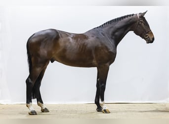 KWPN, Wallach, 5 Jahre, 178 cm, Brauner