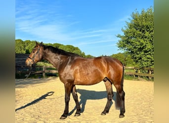 KWPN, Wallach, 5 Jahre, 179 cm, Brauner