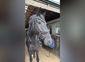 KWPN, Wallach, 5 Jahre, 179 cm