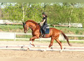 KWPN, Wallach, 5 Jahre, 181 cm, Fuchs