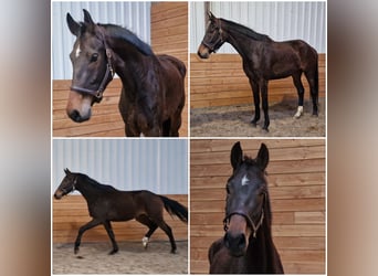 KWPN, Wallach, 5 Jahre