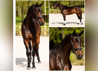 KWPN, Wallach, 5 Jahre