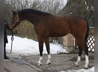KWPN, Wallach, 5 Jahre, Dunkelbrauner