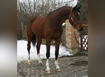 KWPN, Wallach, 5 Jahre, Dunkelbrauner