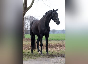 KWPN, Wallach, 5 Jahre, Rappe