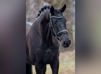 KWPN, Wallach, 5 Jahre, Rappe