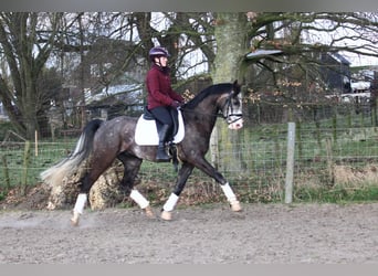 KWPN, Wallach, 5 Jahre, Schimmel