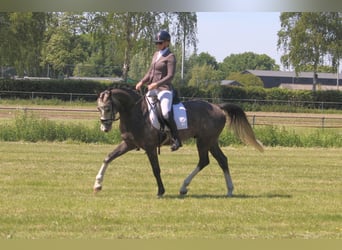 KWPN, Wallach, 5 Jahre, Schimmel