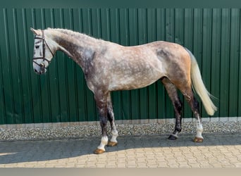 KWPN, Wallach, 5 Jahre, Schimmel