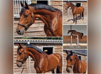 KWPN, Wallach, 5 Jahre