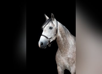 KWPN, Wallach, 6 Jahre, 148 cm, Schimmel