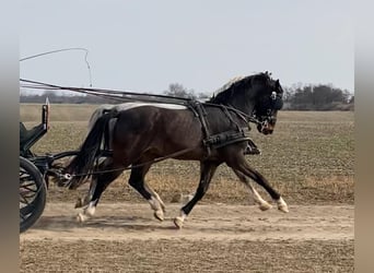 KWPN, Wallach, 6 Jahre, 158 cm, Dunkelbrauner