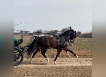 KWPN, Wallach, 6 Jahre, 158 cm, Dunkelbrauner