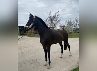 KWPN, Wallach, 6 Jahre, 158 cm, Dunkelbrauner