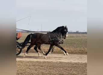 KWPN, Wallach, 6 Jahre, 158 cm, Dunkelbrauner