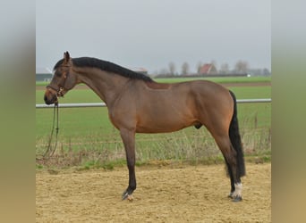 KWPN, Wallach, 6 Jahre, 160 cm, Brauner