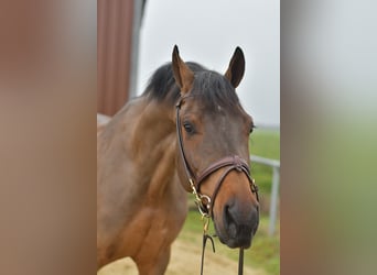 KWPN, Wallach, 6 Jahre, 160 cm, Brauner