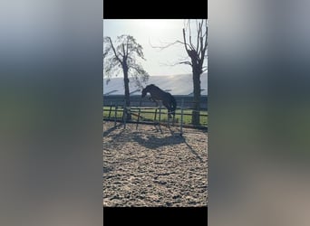 KWPN, Wallach, 6 Jahre, 160 cm, Dunkelbrauner