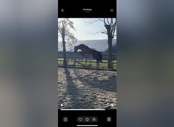 KWPN, Wallach, 6 Jahre, 160 cm, Dunkelbrauner