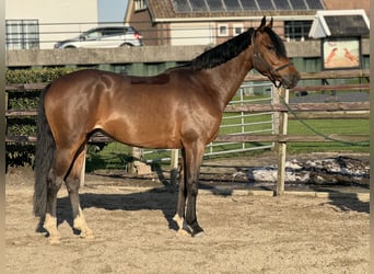 KWPN, Wallach, 6 Jahre, 160 cm, Dunkelbrauner