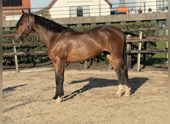 KWPN, Wallach, 6 Jahre, 160 cm, Dunkelbrauner