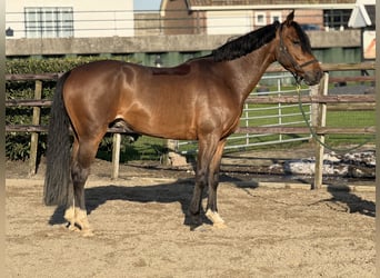 KWPN, Wallach, 6 Jahre, 160 cm, Dunkelbrauner