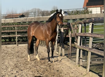 KWPN, Wallach, 6 Jahre, 160 cm, Dunkelbrauner