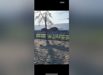 KWPN, Wallach, 6 Jahre, 160 cm, Dunkelbrauner