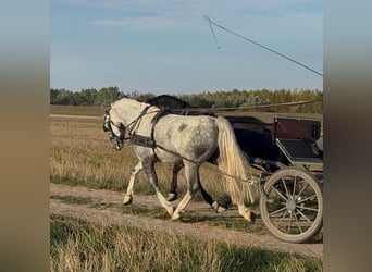 KWPN Mix, Wallach, 6 Jahre, 160 cm, Rotbrauner