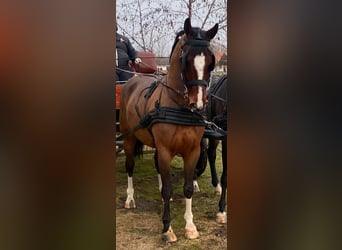 KWPN, Wallach, 6 Jahre, 160 cm, Rotbrauner