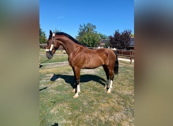 KWPN, Wallach, 6 Jahre, 160 cm, Rotbrauner