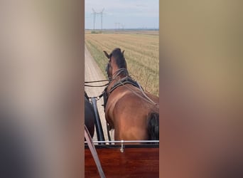 KWPN, Wallach, 6 Jahre, 160 cm, Rotbrauner