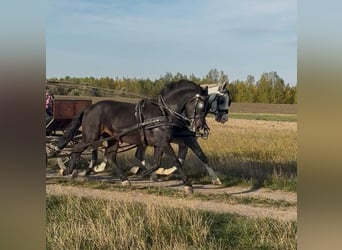 KWPN Mix, Wallach, 6 Jahre, 160 cm, Rotbrauner