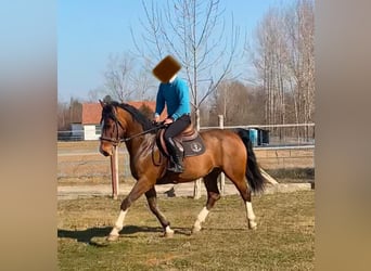 KWPN, Wallach, 6 Jahre, 160 cm, Rotbrauner