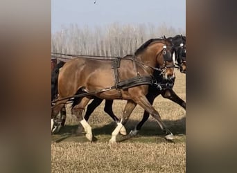 KWPN, Wallach, 6 Jahre, 160 cm, Rotbrauner