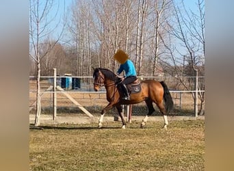 KWPN, Wallach, 6 Jahre, 160 cm, Rotbrauner
