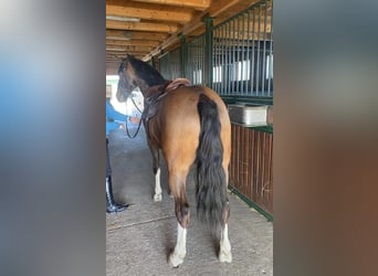 KWPN, Wallach, 6 Jahre, 160 cm, Rotbrauner