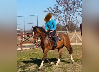 KWPN, Wallach, 6 Jahre, 160 cm, Rotbrauner