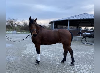 KWPN Mix, Wallach, 6 Jahre, 162 cm, Brauner