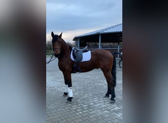 KWPN Mix, Wallach, 6 Jahre, 162 cm, Brauner