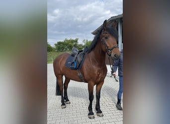KWPN Mix, Wallach, 6 Jahre, 162 cm, Brauner