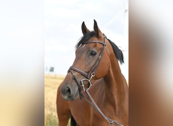 KWPN, Wallach, 6 Jahre, 162 cm, Brauner