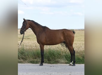 KWPN, Wallach, 6 Jahre, 162 cm, Brauner