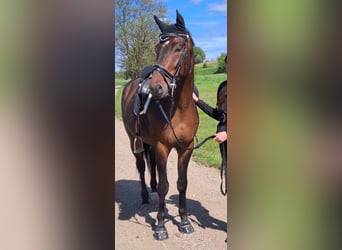 KWPN, Wallach, 6 Jahre, 163 cm