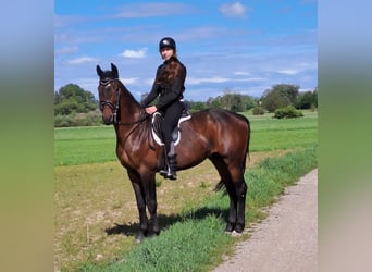 KWPN, Wallach, 6 Jahre, 163 cm