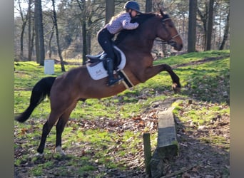 KWPN, Wallach, 6 Jahre, 164 cm, Dunkelbrauner