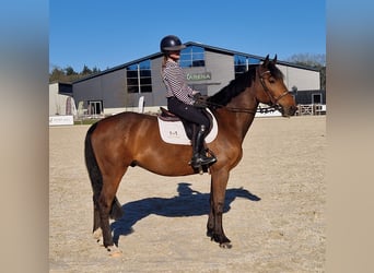 KWPN, Wallach, 6 Jahre, 164 cm, Dunkelbrauner